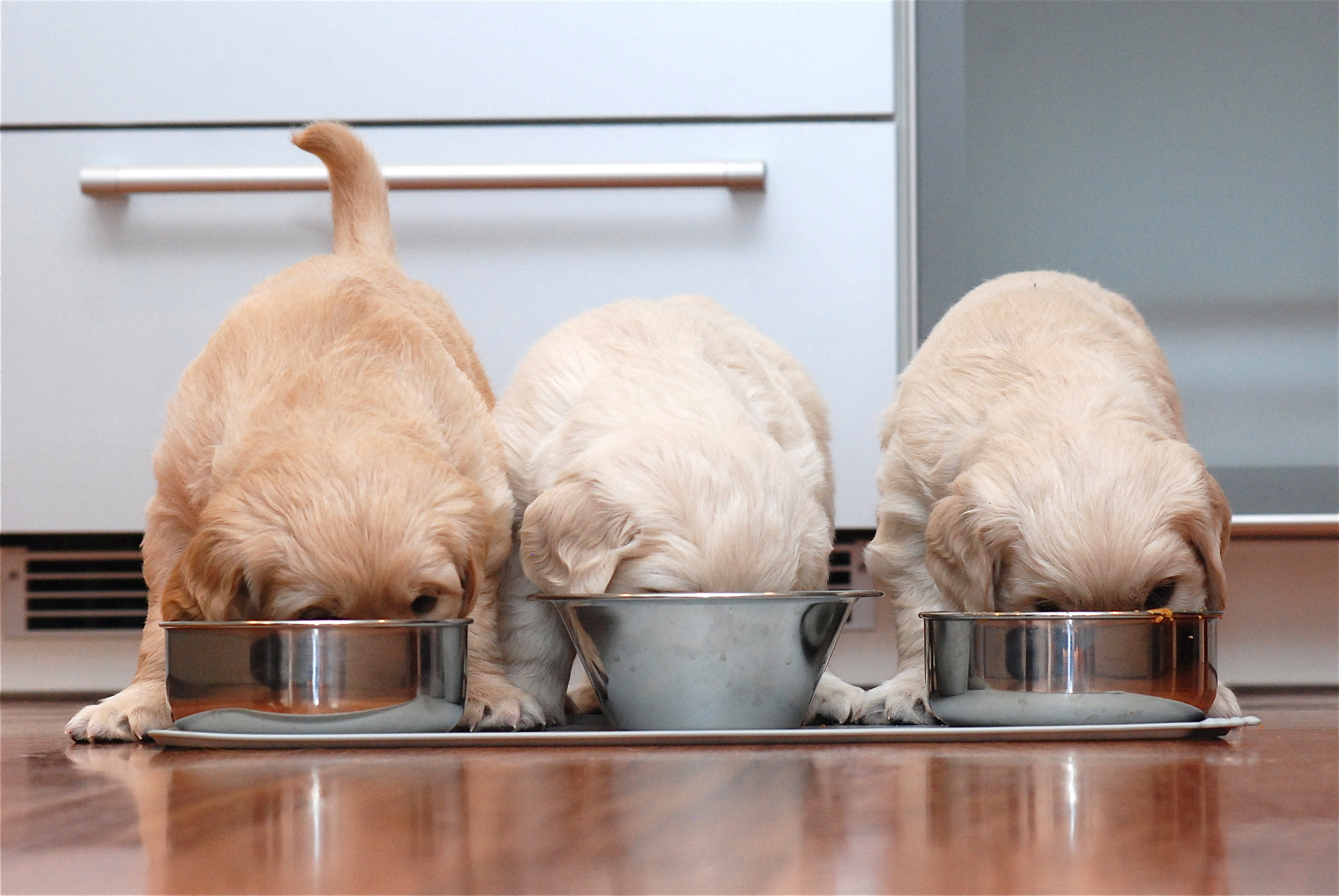 3 puppies eating puppy food