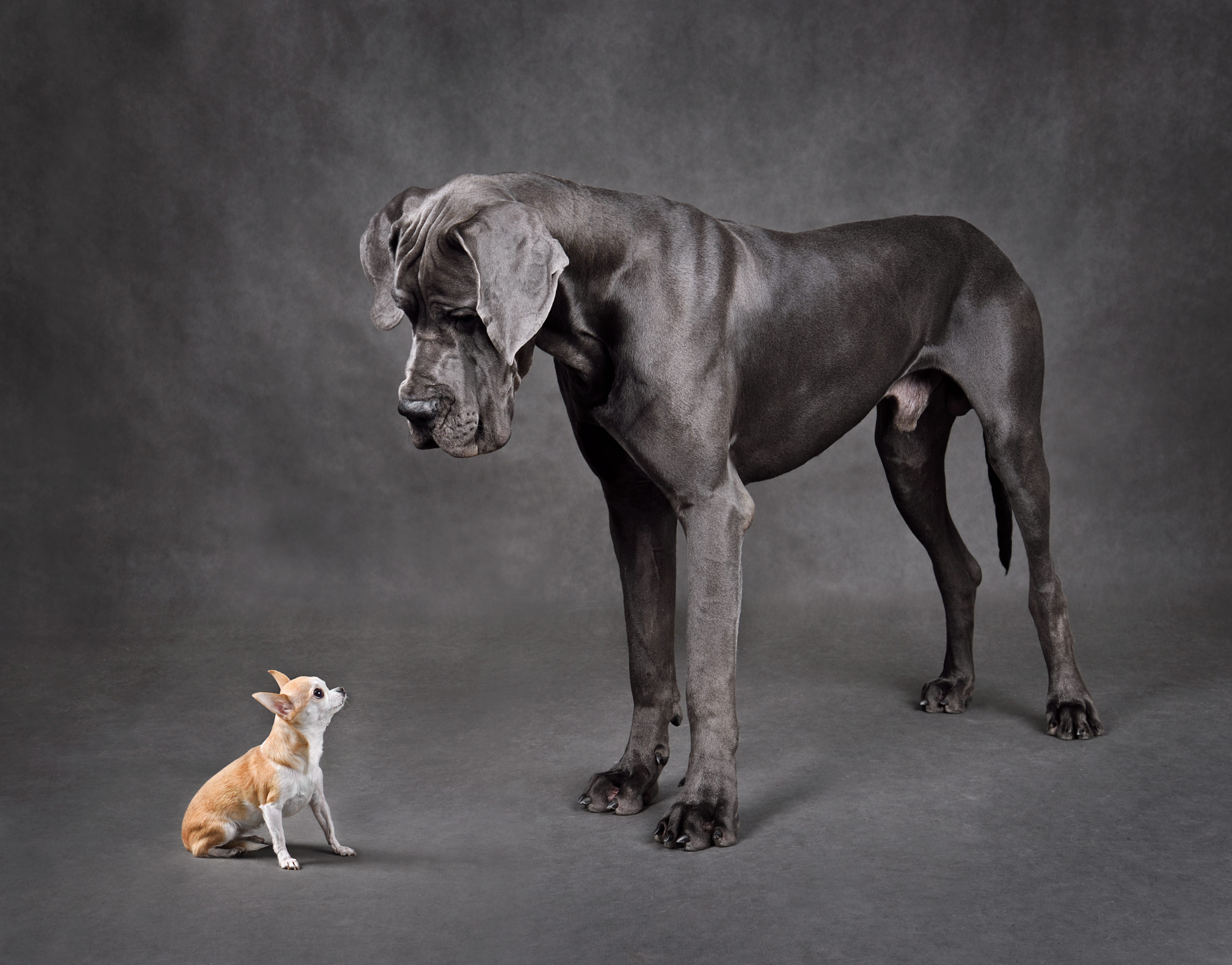 Eine große Dogge und ein kleiner Hund stehen sich gegenüber. 
