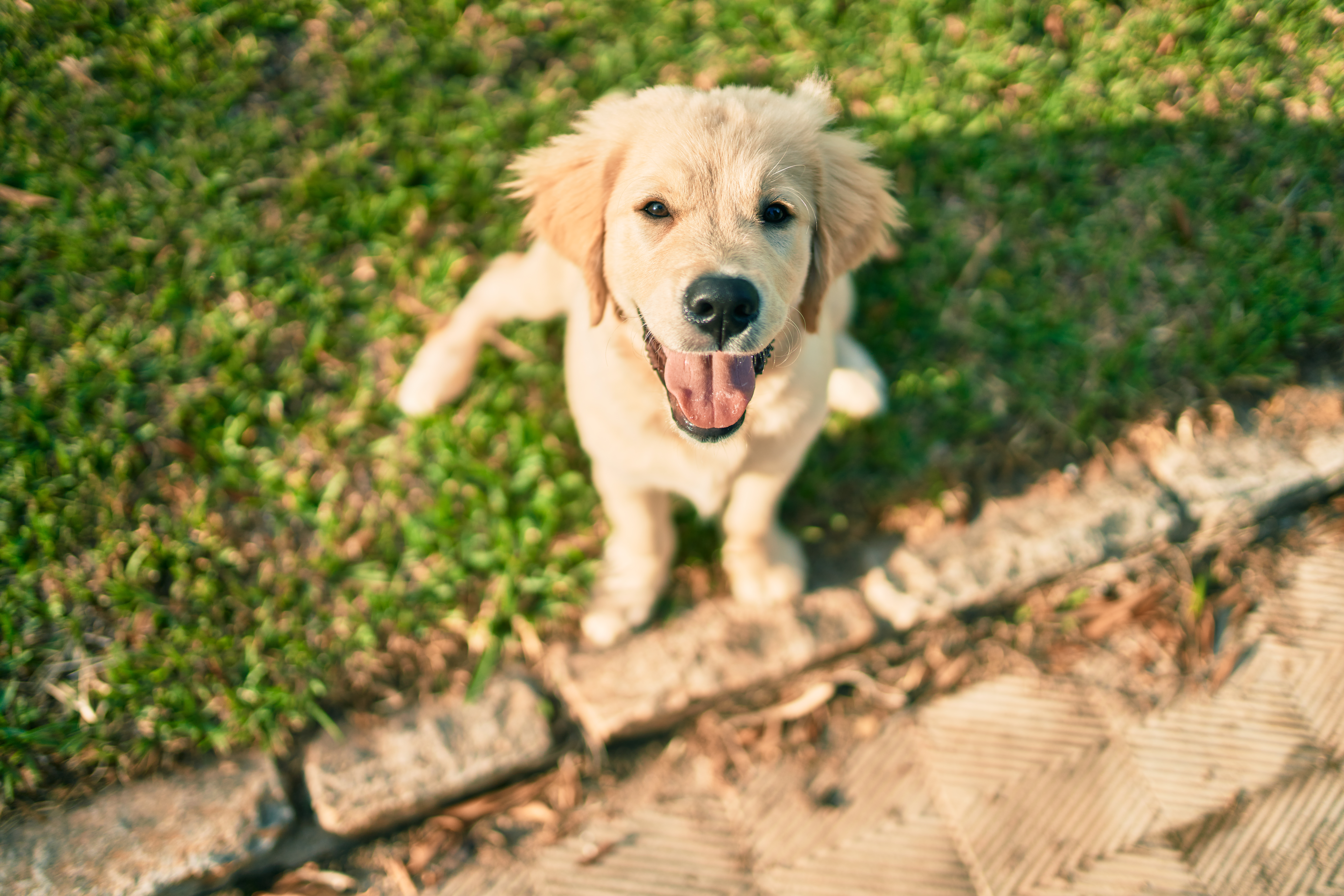 Glücklicher Golden Retriever Hund freut sich auf ein gesundes Leckerli