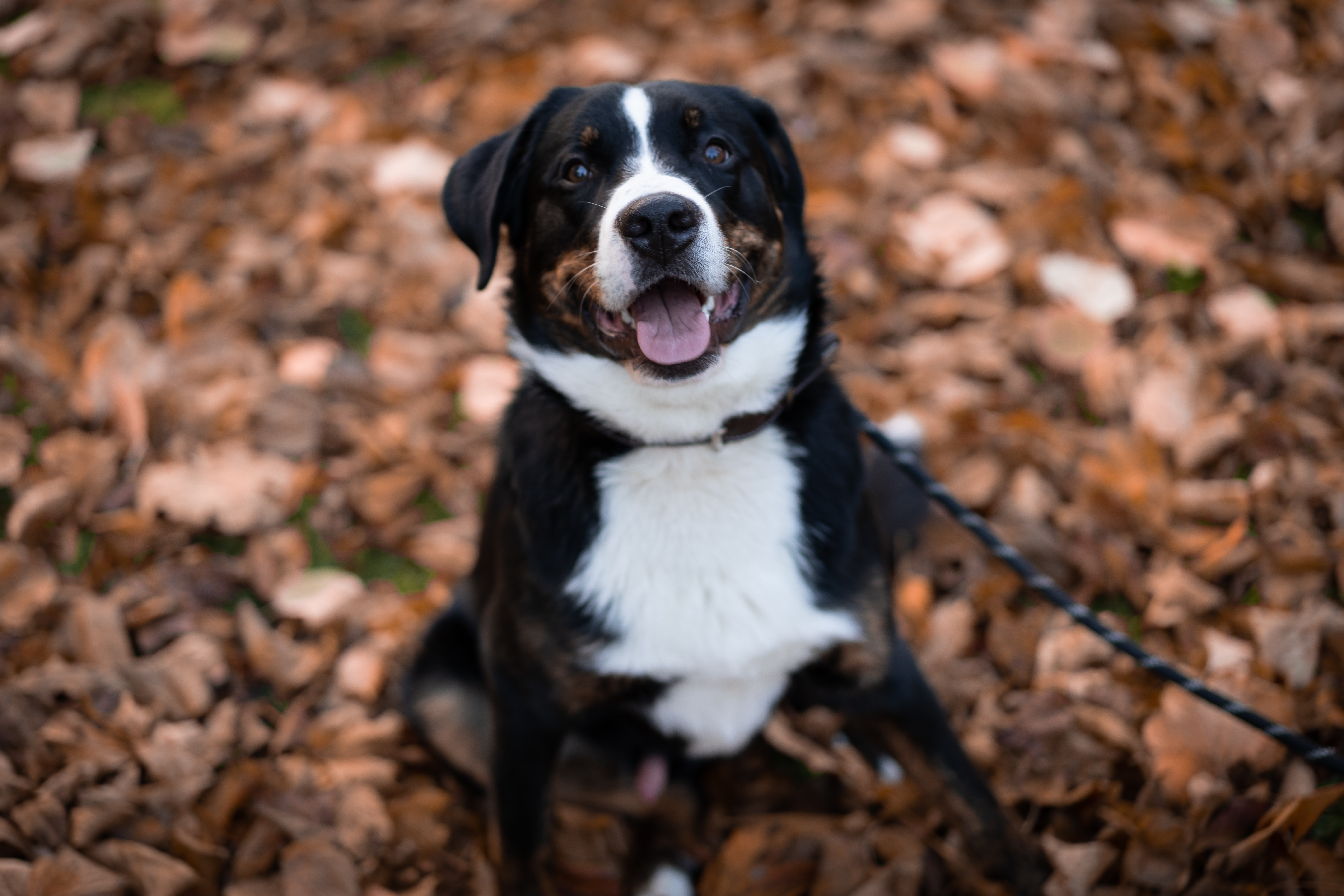 Glücklicher Hund im Wald freut sich auf ein gesundes Leckerli