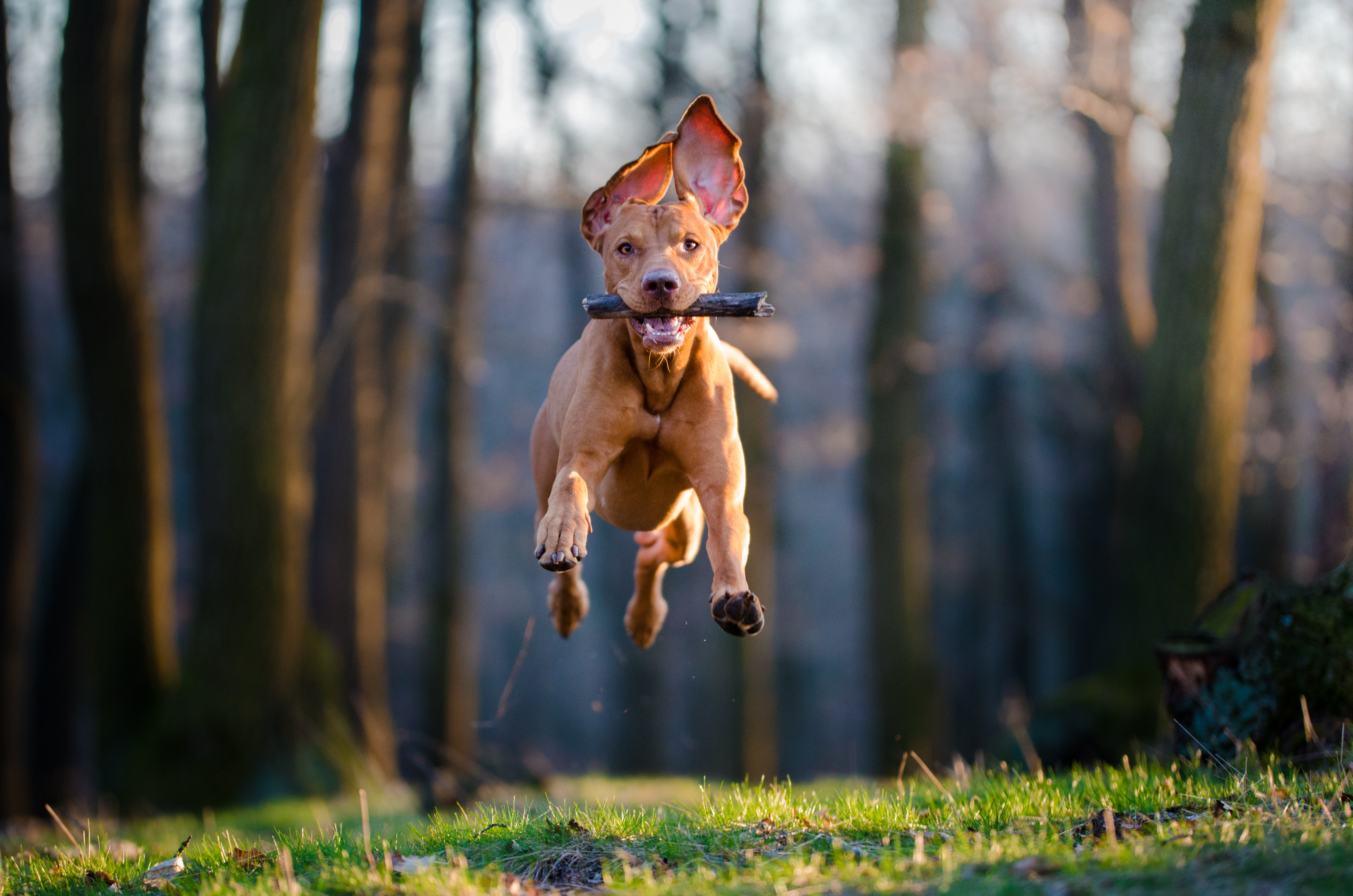 A Dog jumps in the wood.