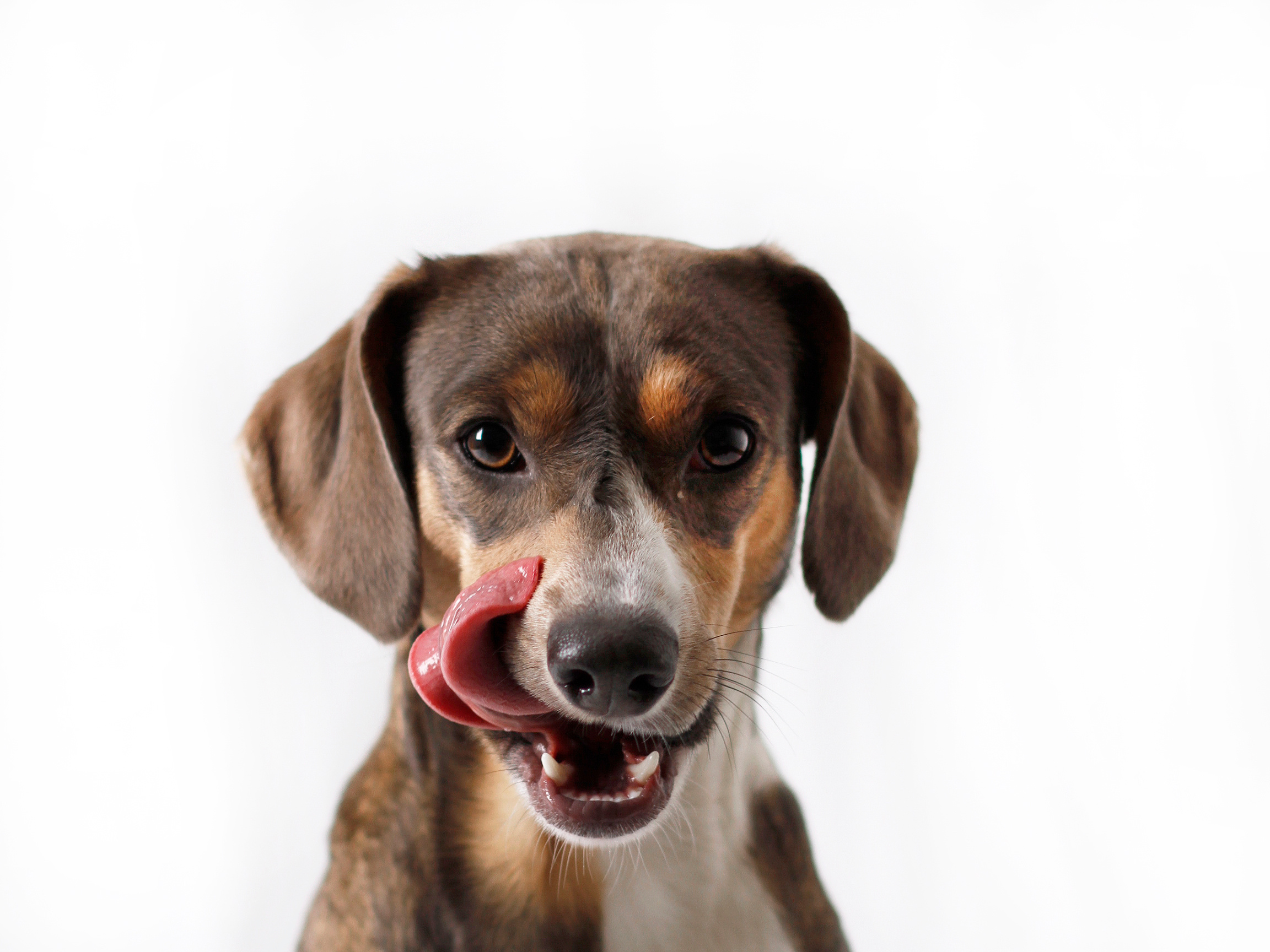 Ein glücklicher Hund leckt sich das Maul nach dem Fressen von gesundem Hundefutter.
