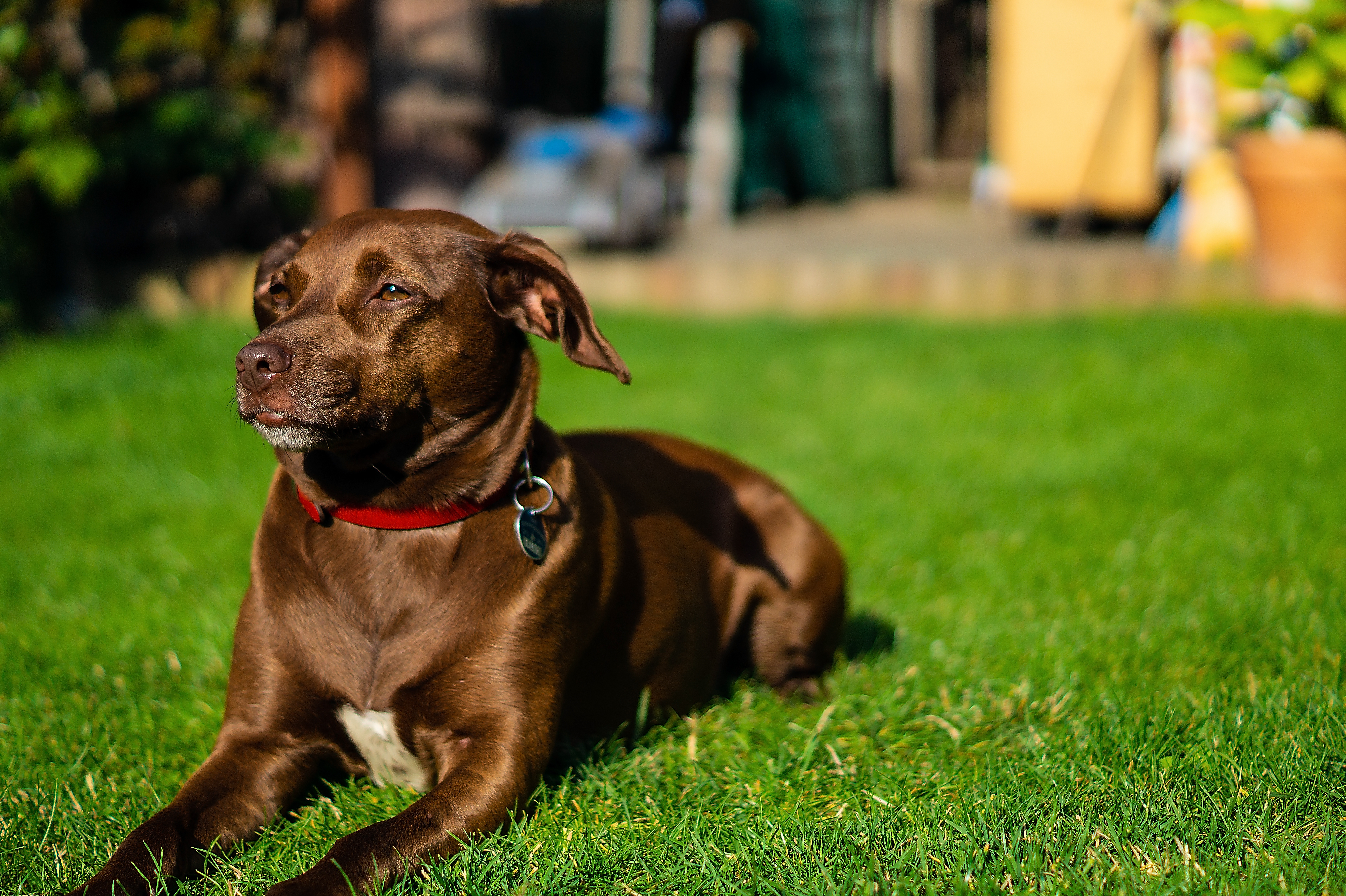 Hund mit glänzendem Fell im Garten
