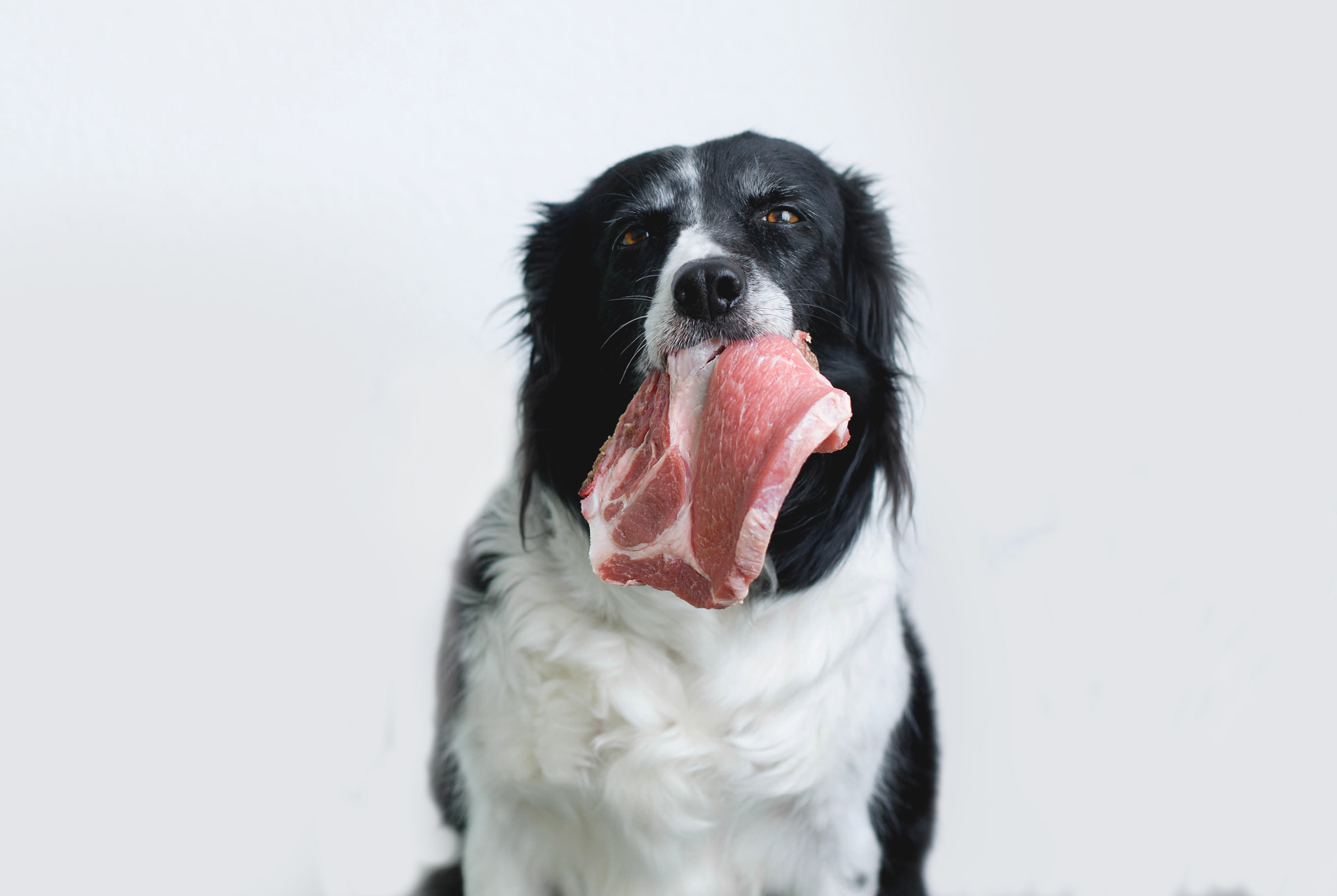 Hund mit rohem Fleisch im Maul
