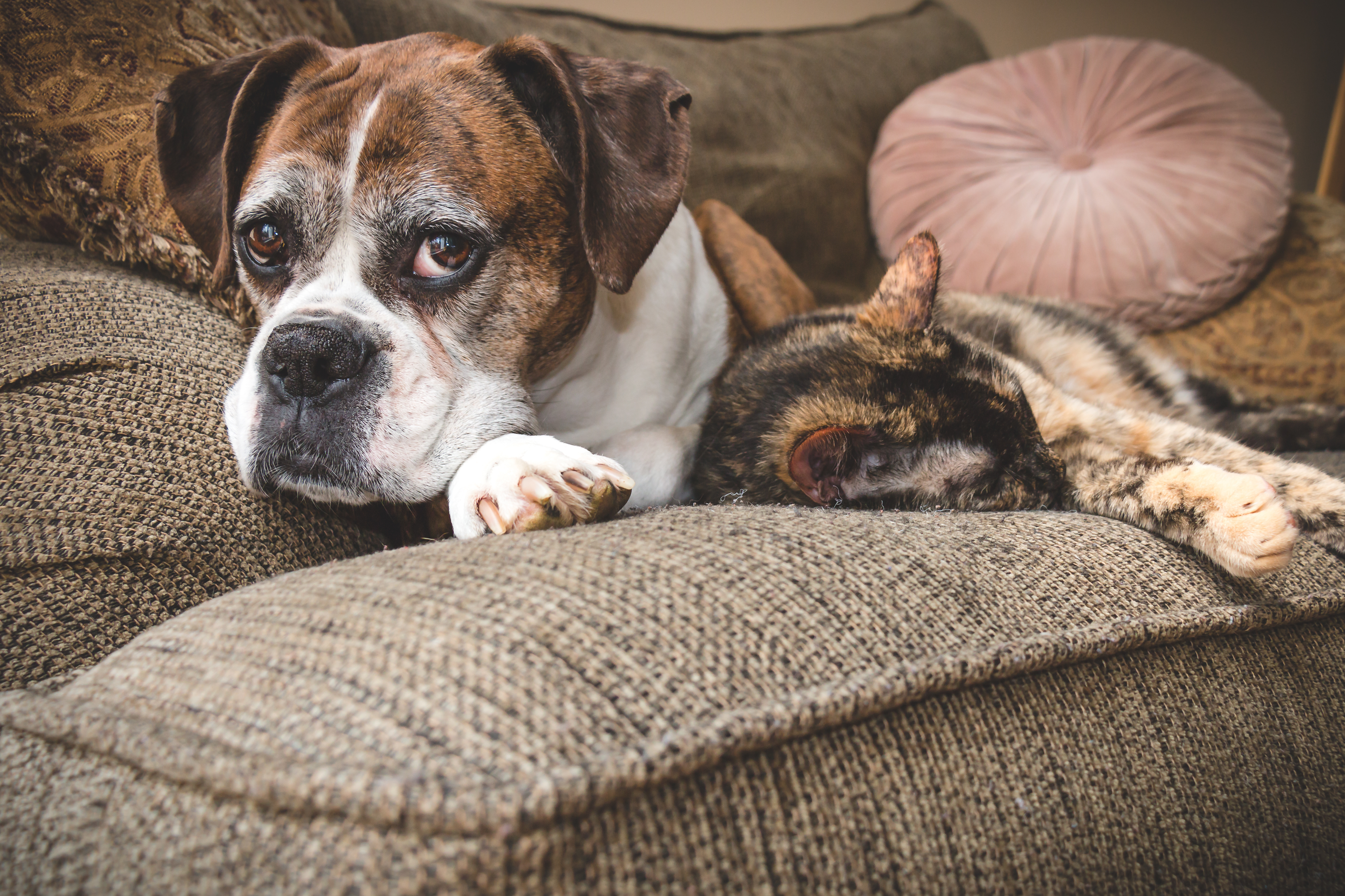 Ein Hund und eine Katze liegen gemeinsam auf der Couch