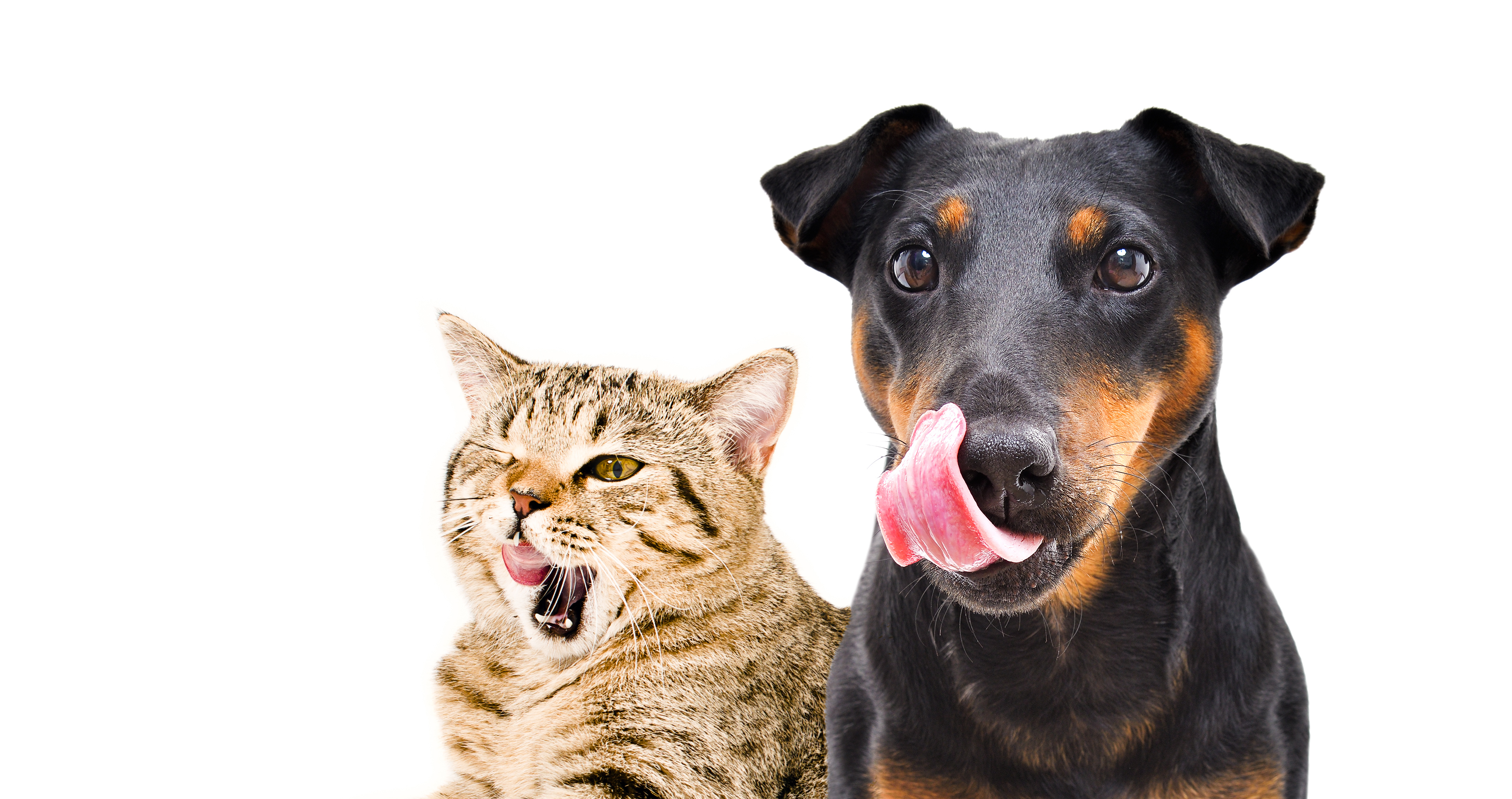A dog and a cat lick their mouths.