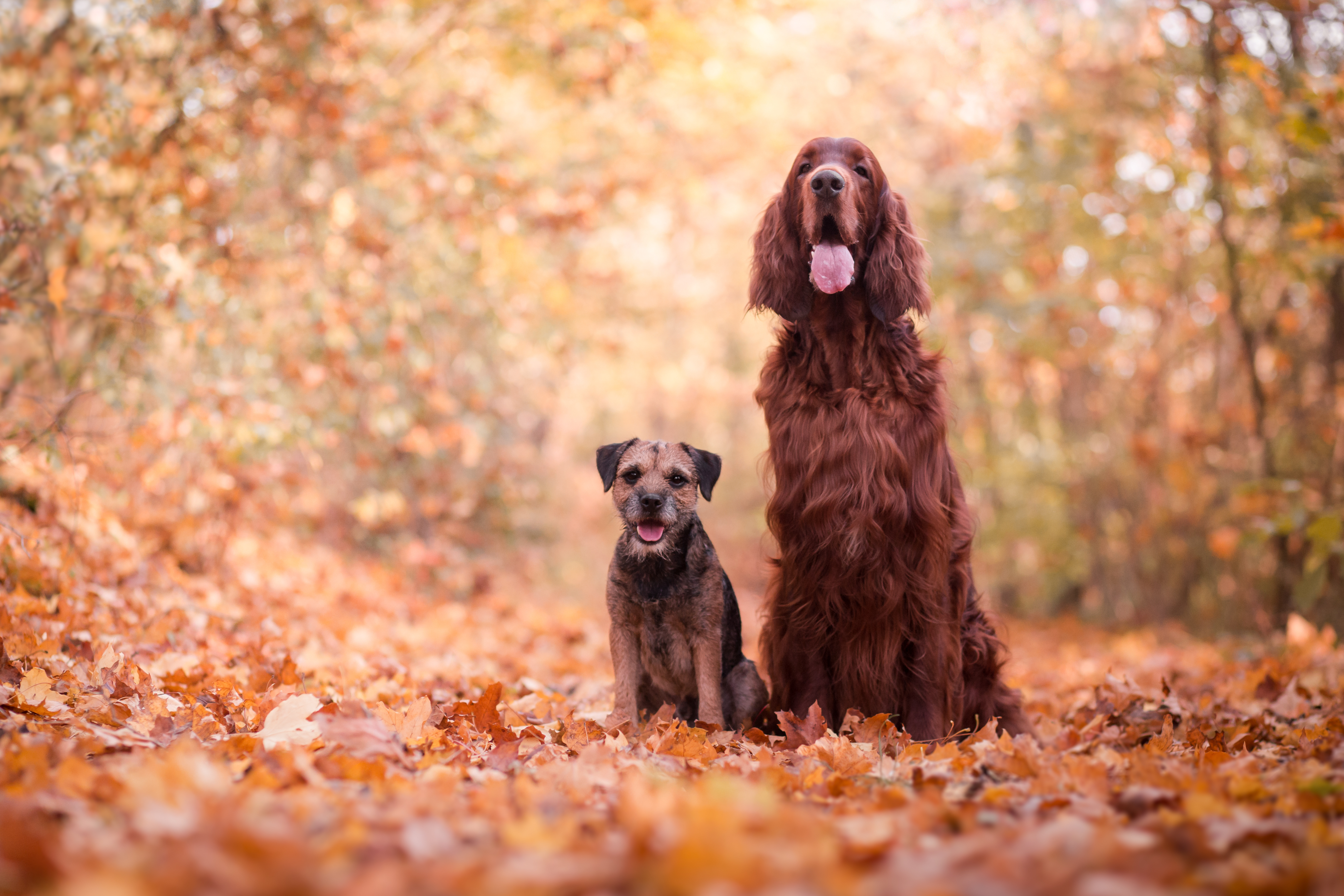 Irish Setter and Border Terrier sitting in the wood