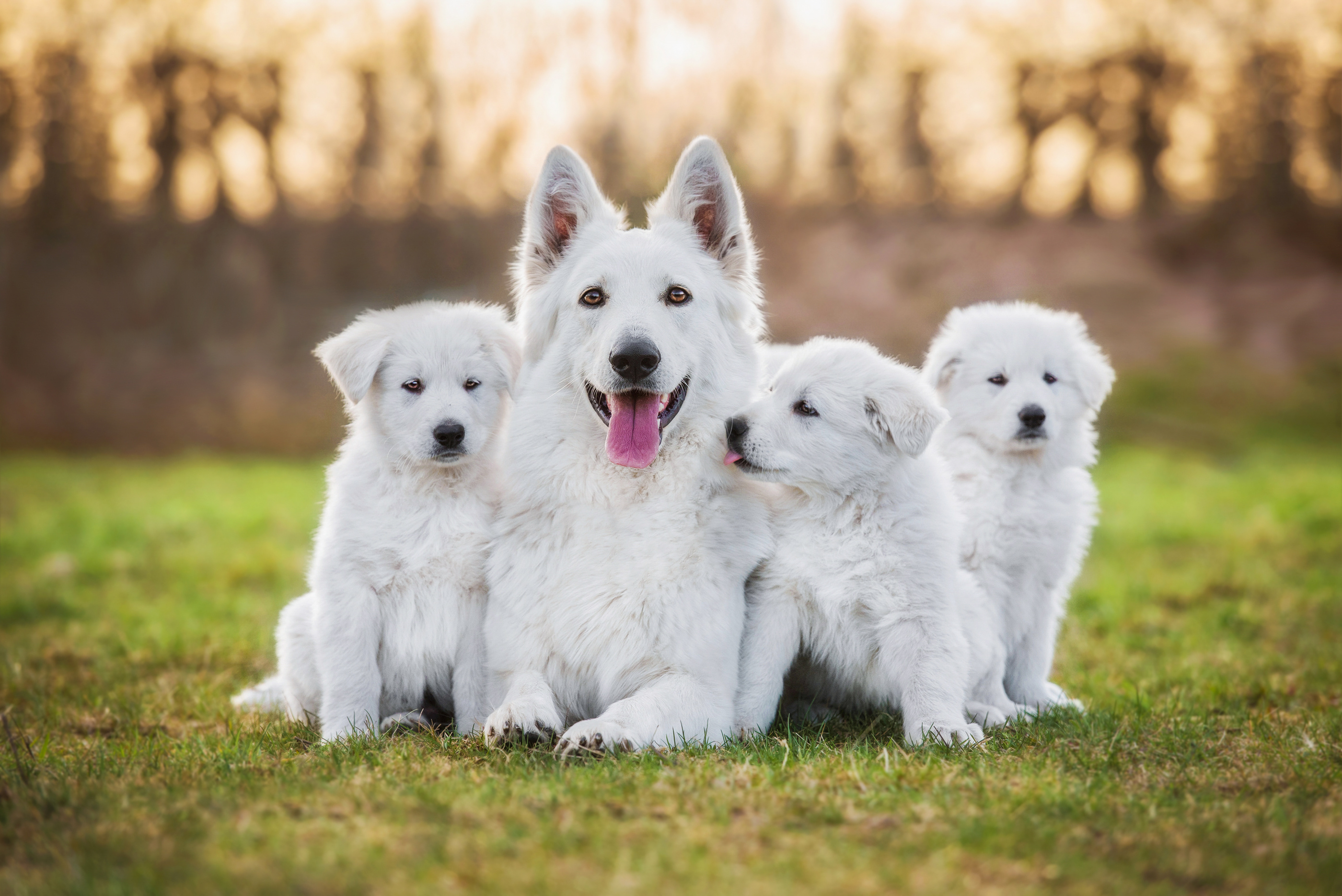 Weißer Schäferhund mit 3 Welpen 