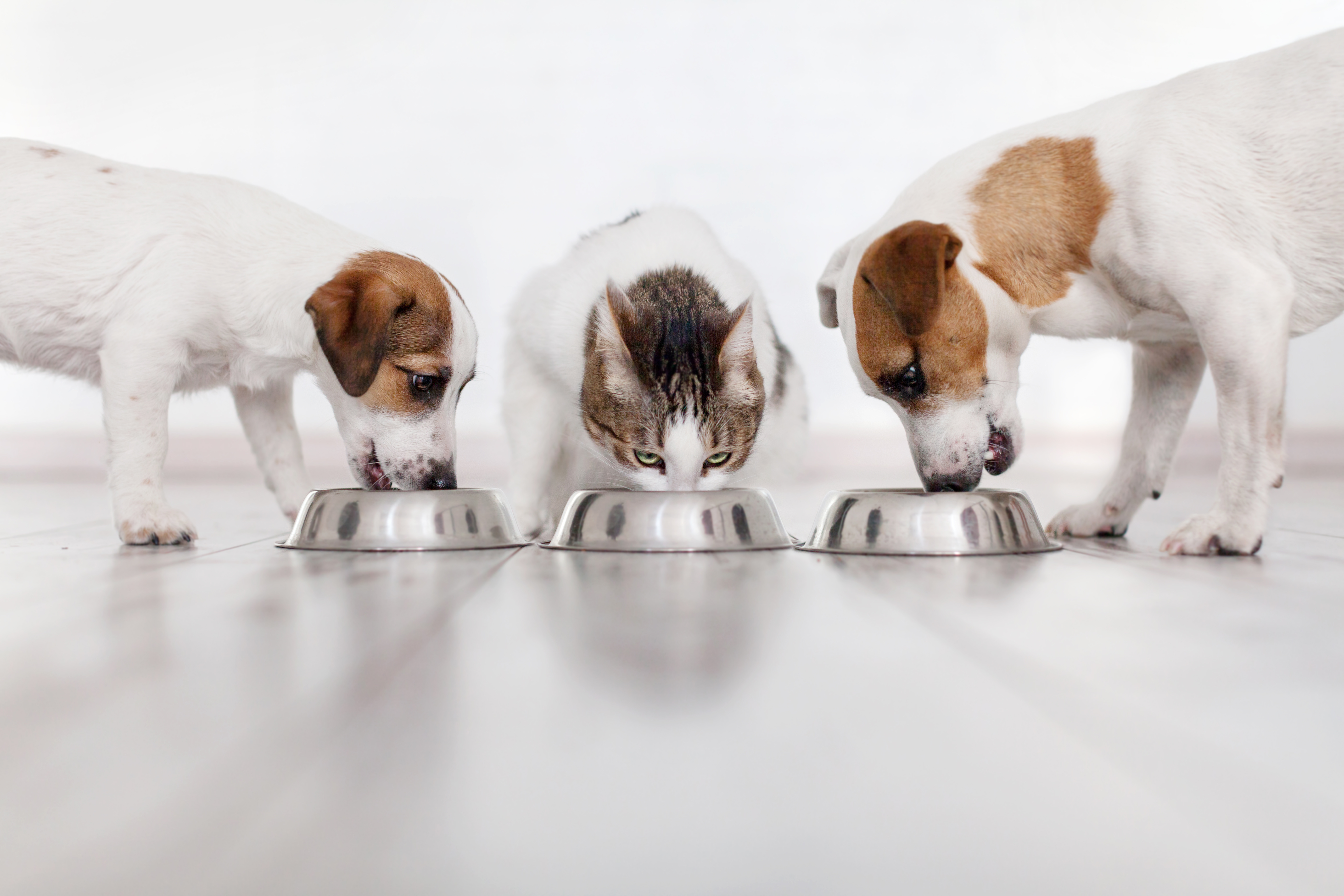 A cat, a dog and a puppy eat food from their bowl next to each other.