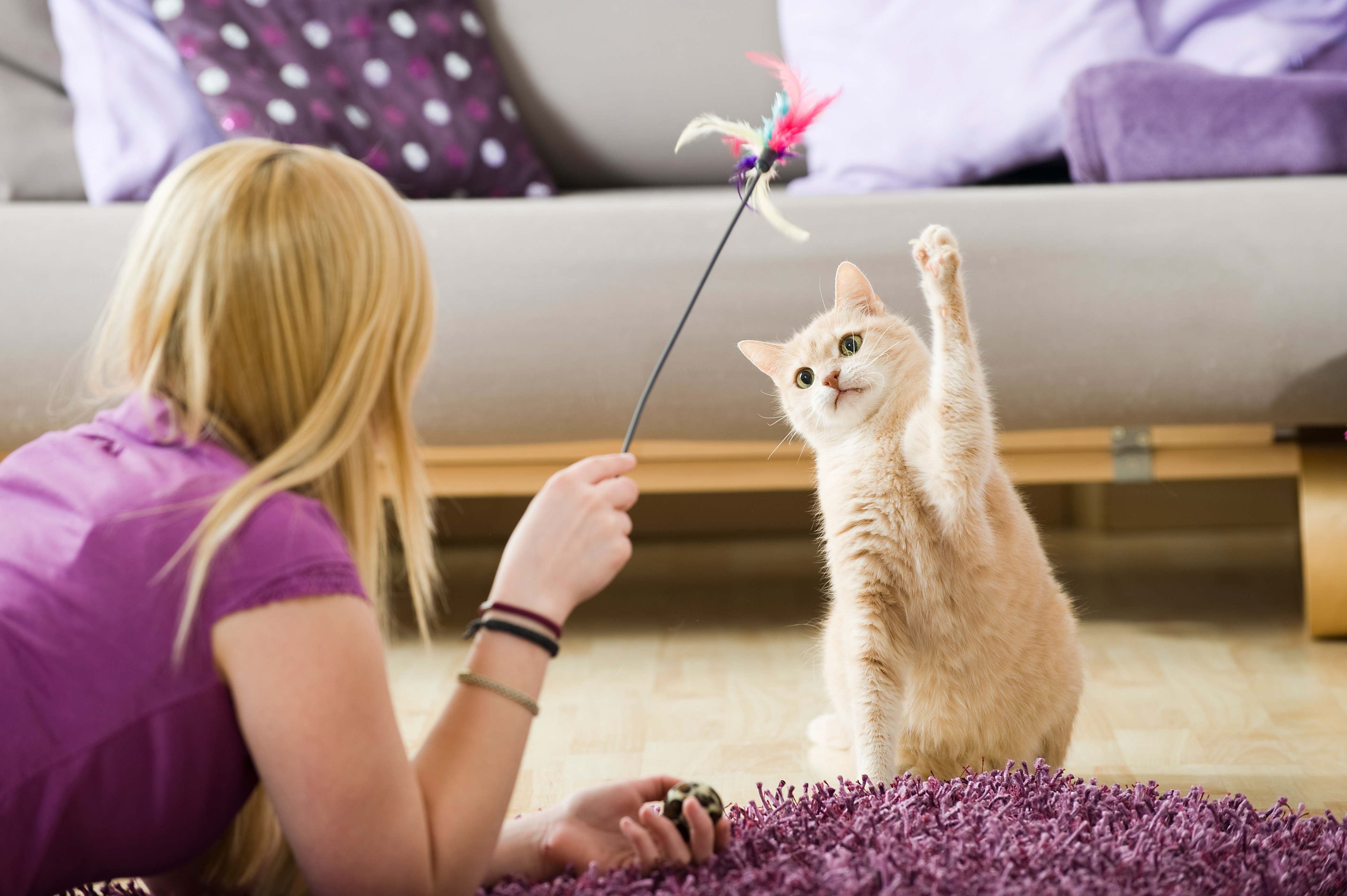 happy cat plays game, supports well-being in CKD in cats