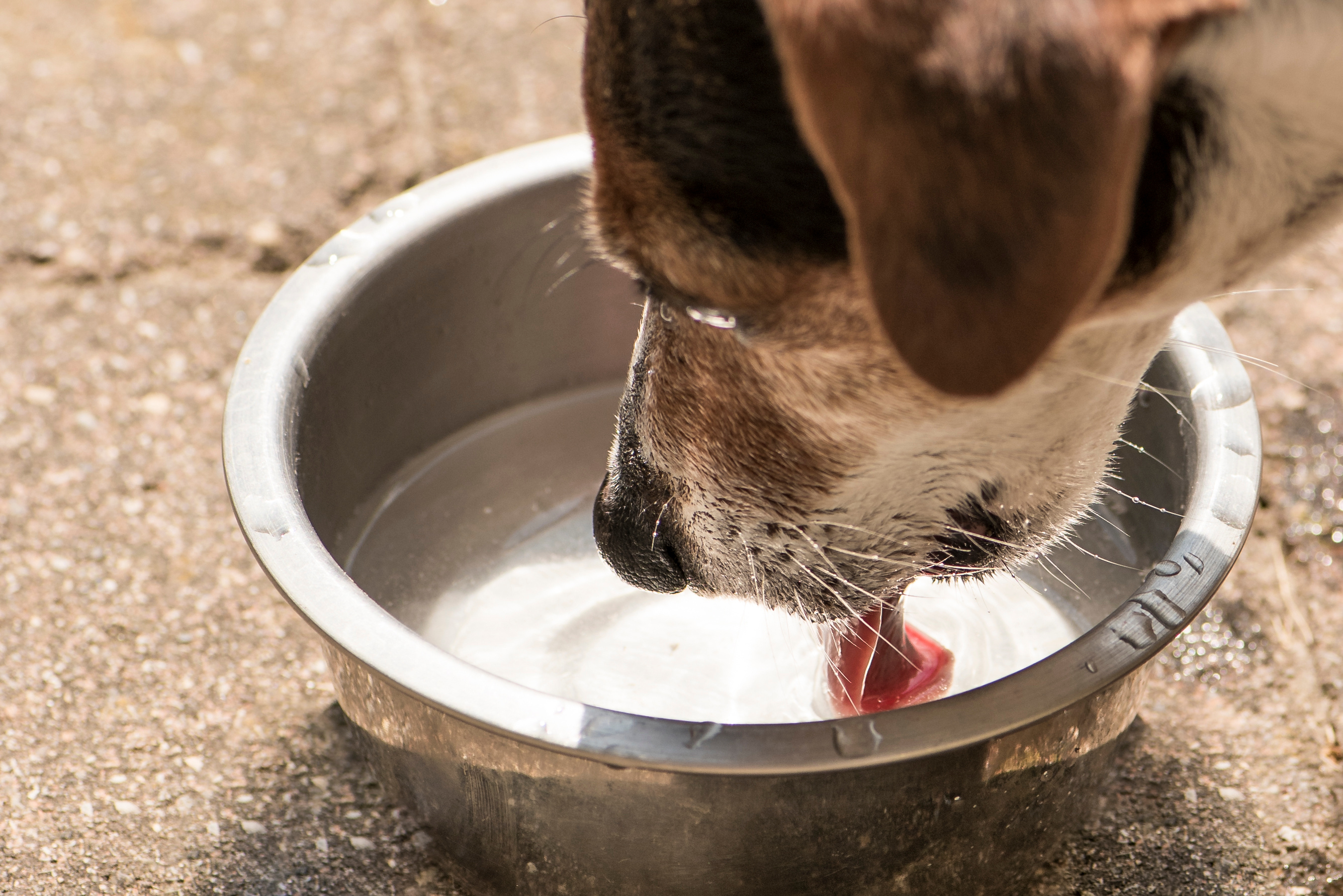 Dog drinks water, illustrates the importance of monitoring drinking habits for kidney problems.
