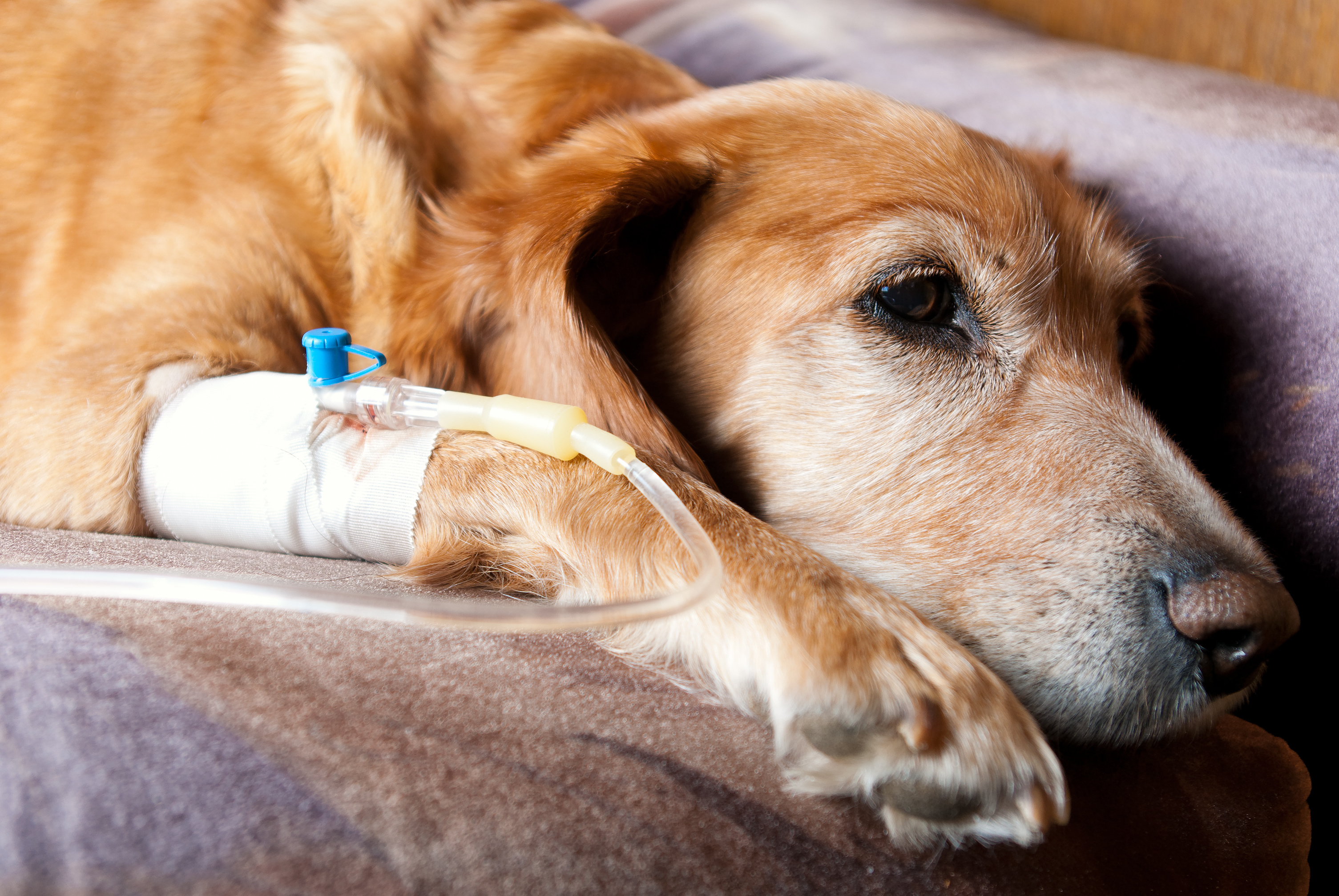 Hund erhält Medikamente, verdeutlicht die Behandlungsmöglichkeiten bei Nierenversagen.