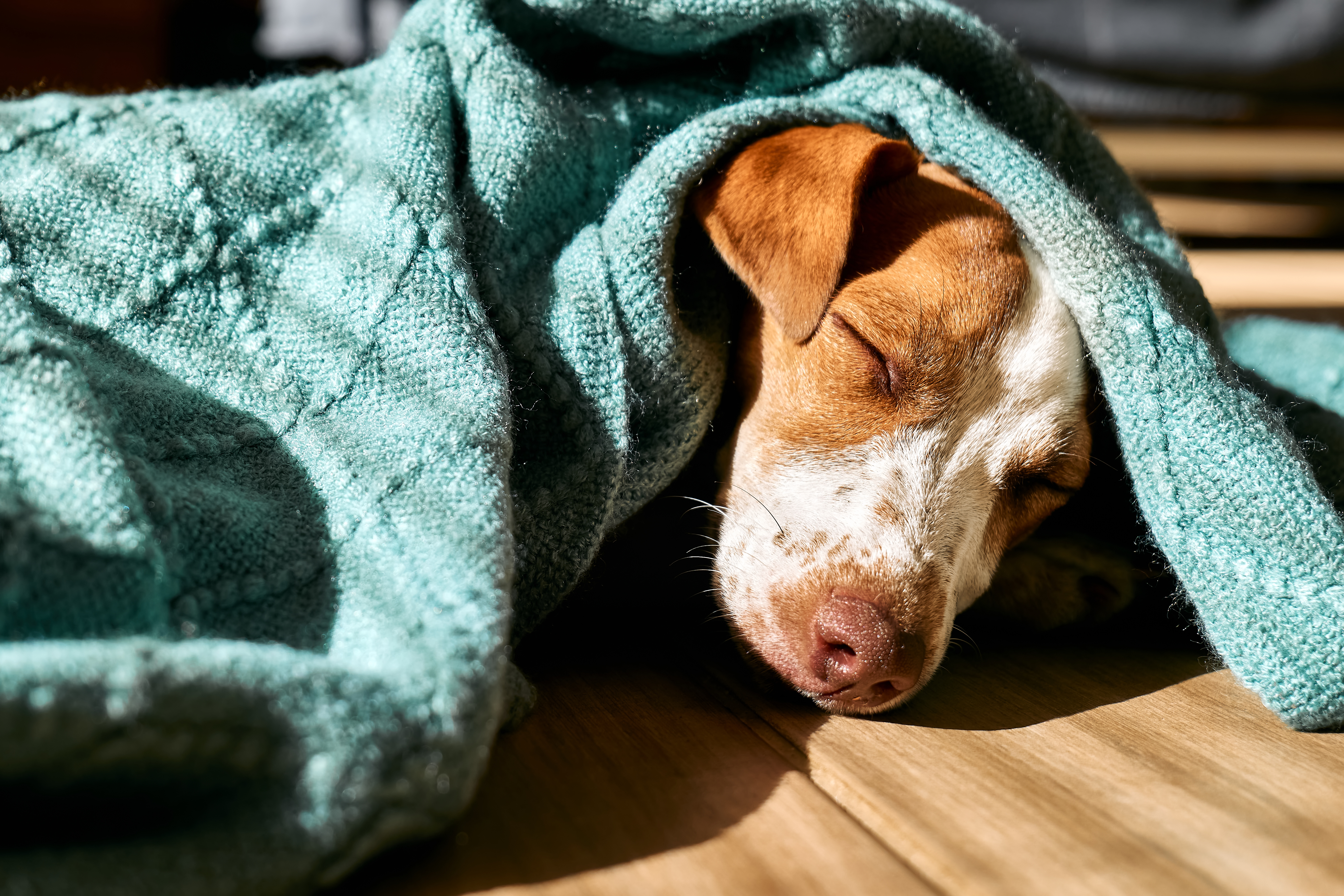 Entspannter Hund in gemütlicher Umgebung, zeigt die Wichtigkeit eines unterstützenden Zuhauses für Hunde mit Niereninsuffizienz