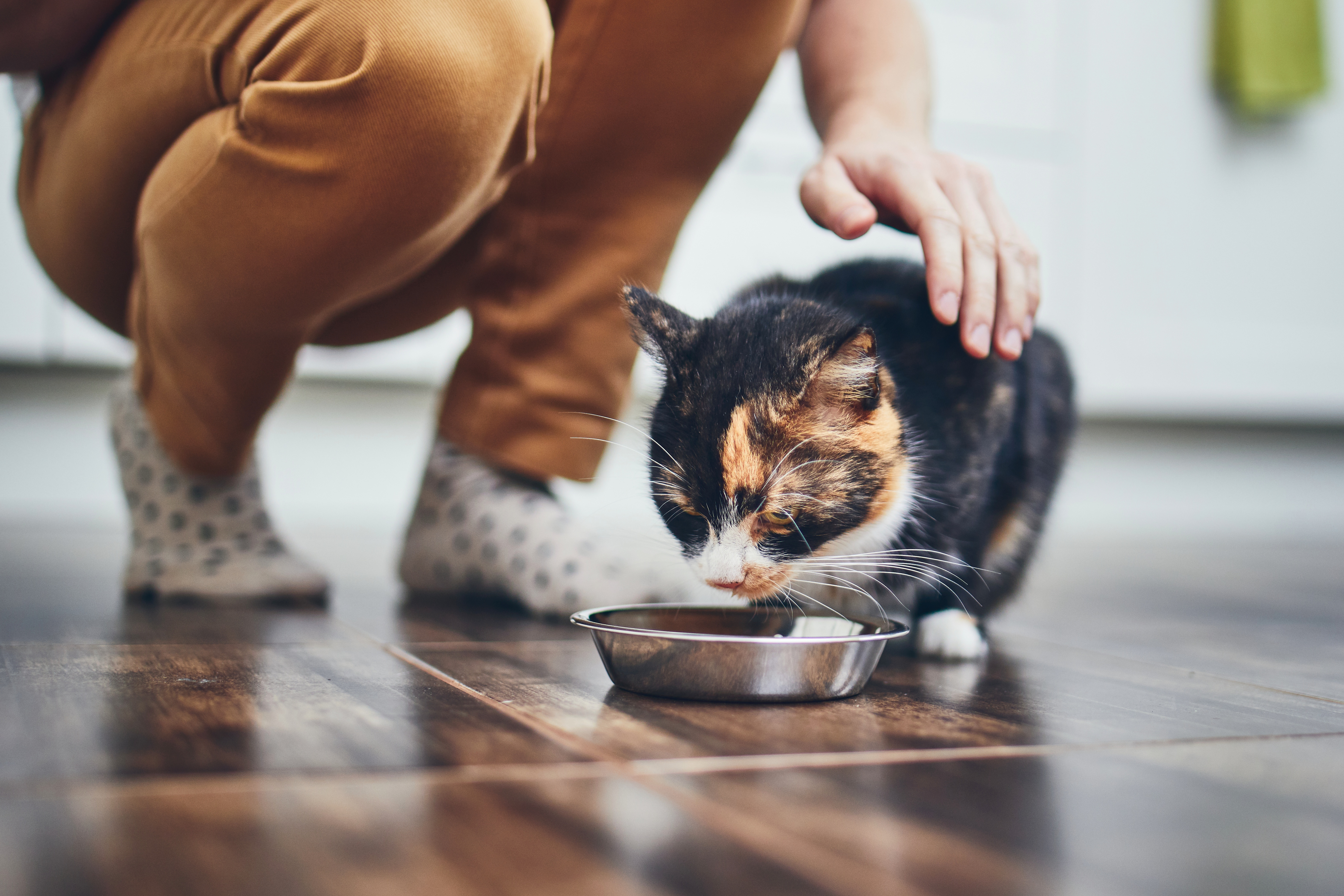 Eine Frau füttert ihre Katze mit Niereninsuffizienz und streichelt sie liebevoll.