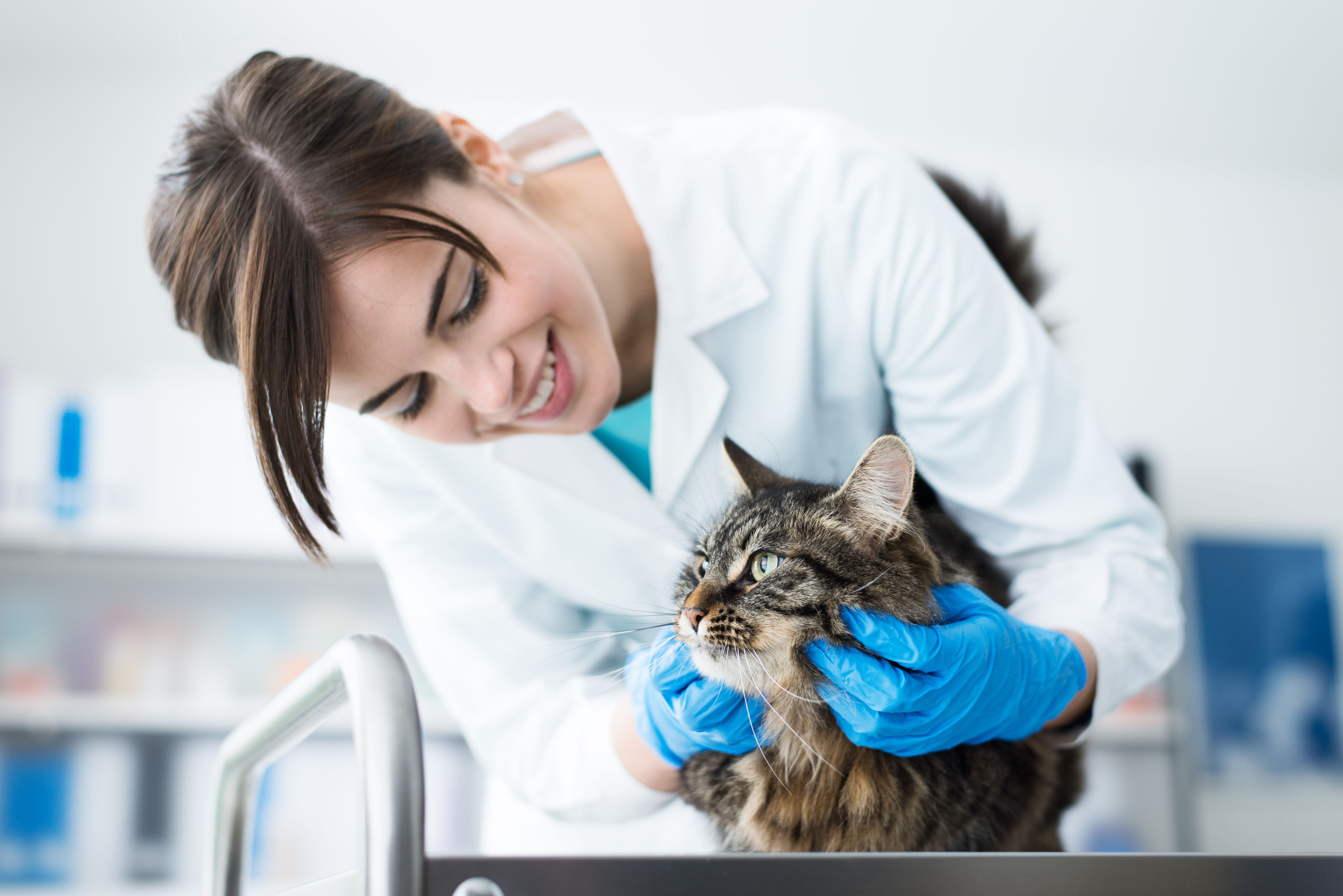 Tierarzt untersucht eine Katze, medizinische Fürsorge für Niereninsuffizienz