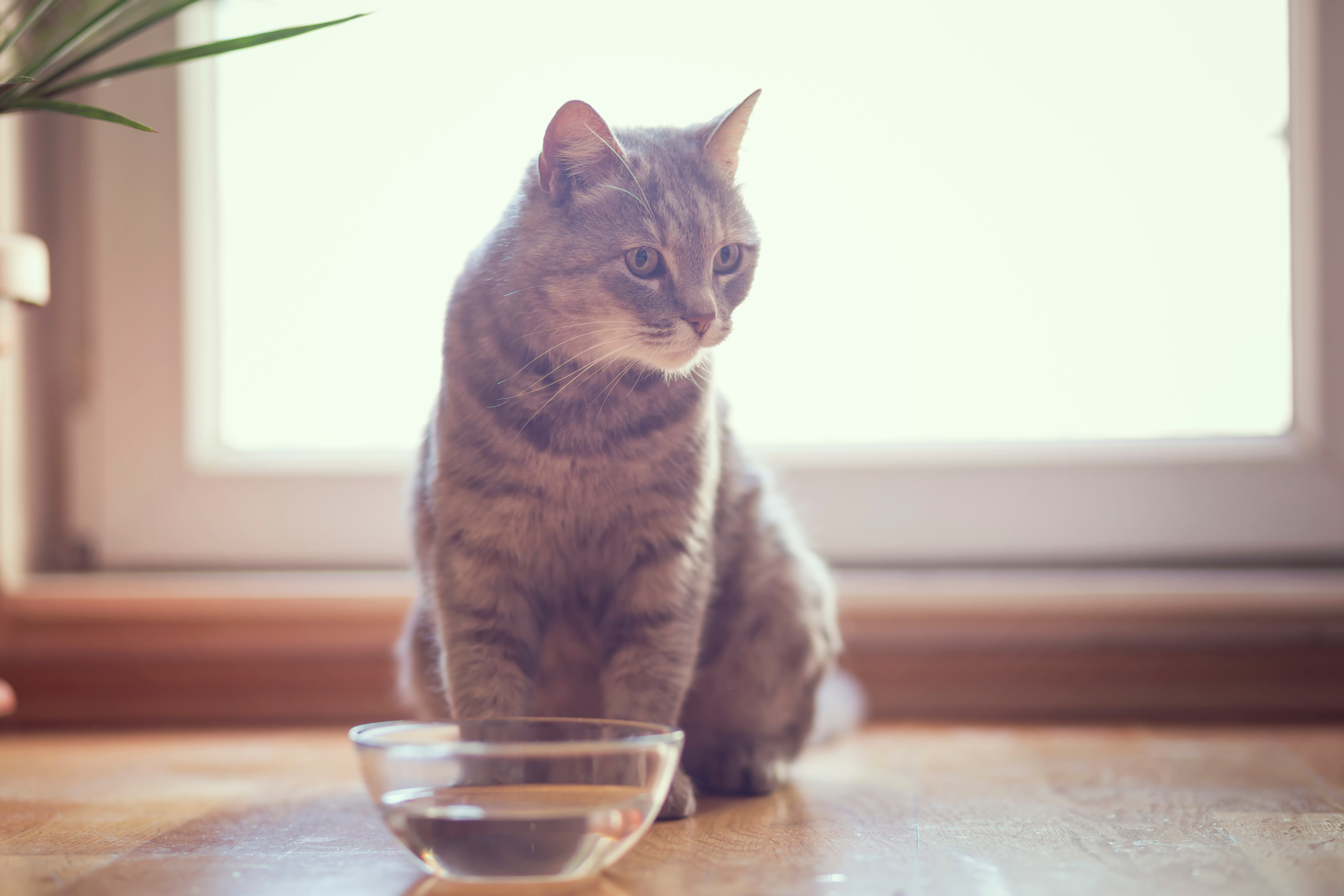 cat drinks water, look at early signs of renal insufficiency 
